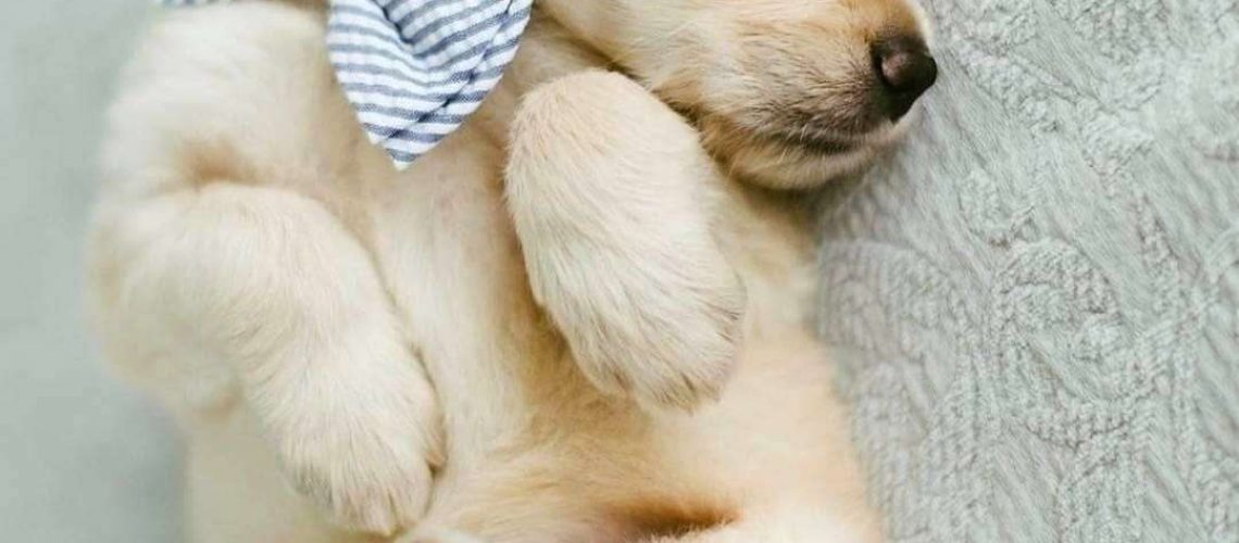 10 Cute Pictures of Golden Retrievers-WildCreaturey