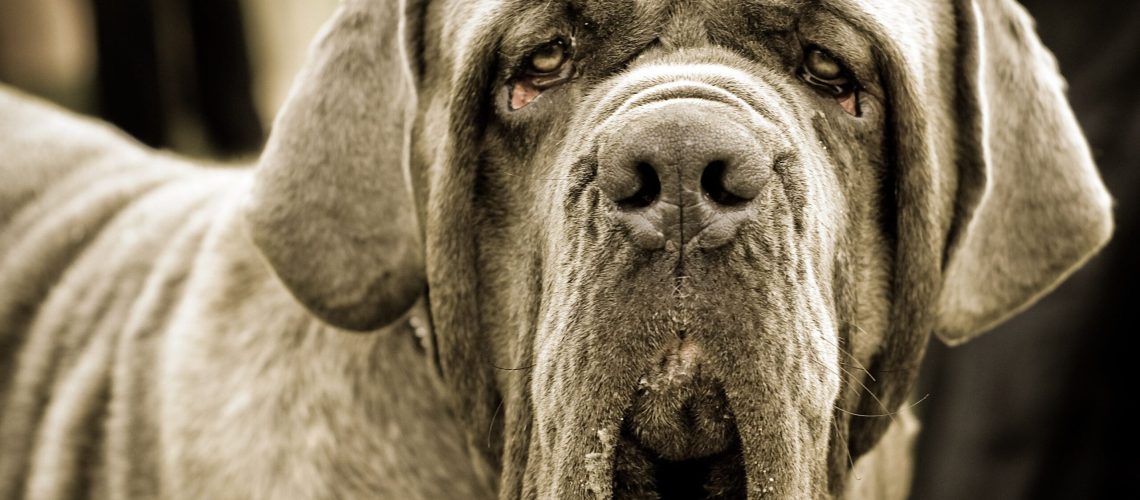 10 Dog Breeds That Drool the Most-WildCreaturey