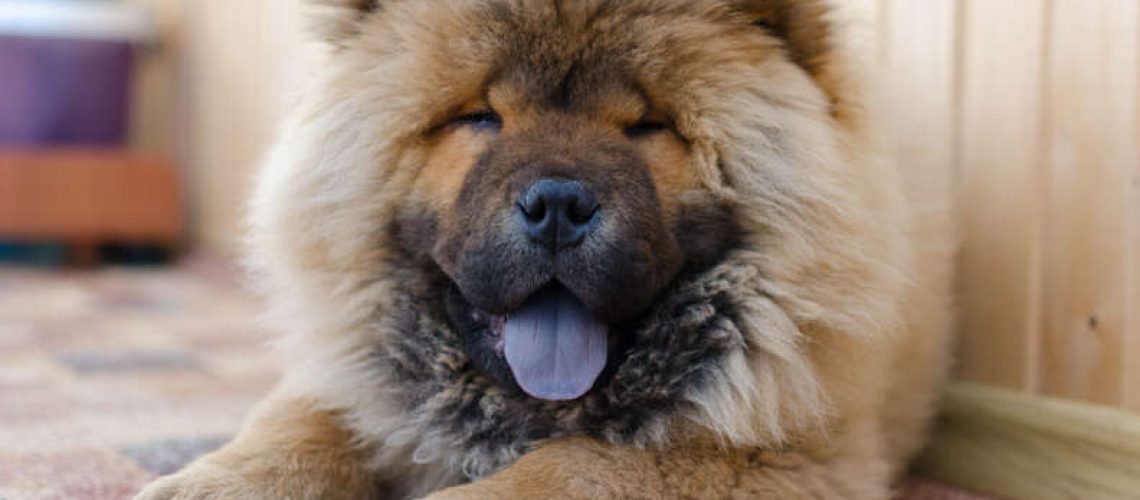 10 Dog Breeds That Look Like Bears-WildCreaturey