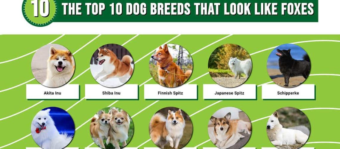 10 Dog Breeds That Look the Most Like Foxes-WildCreaturey