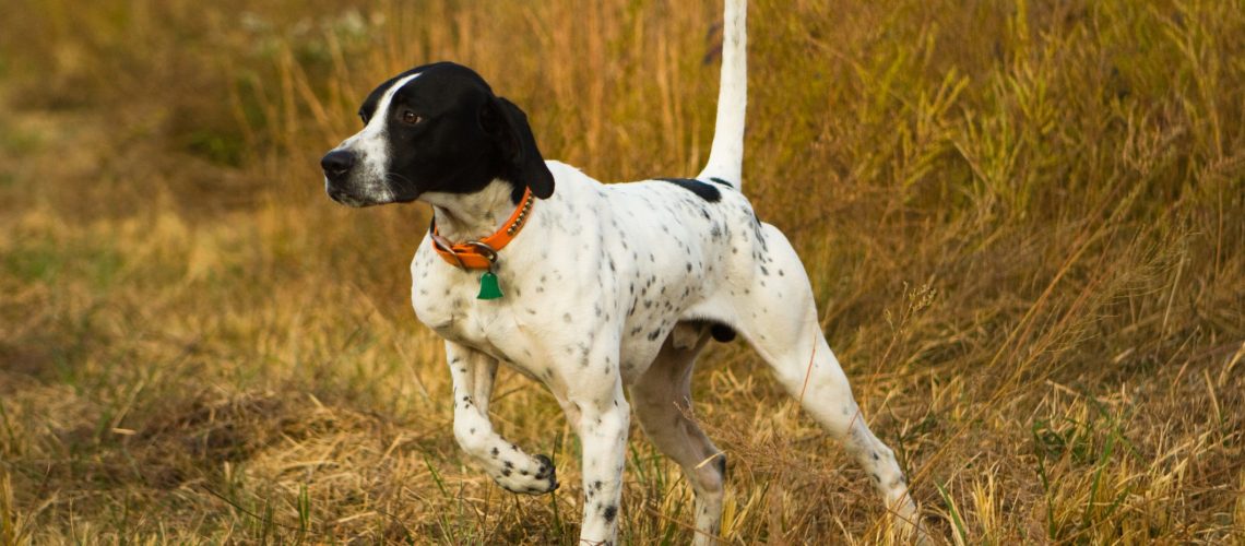 10 Dog Breeds That Point Out Prey-WildCreaturey