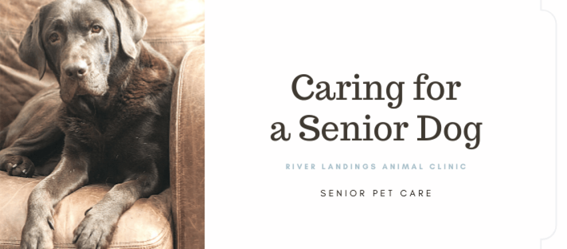 10 Tips for Taking Care of a Senior Dog-WildCreaturey