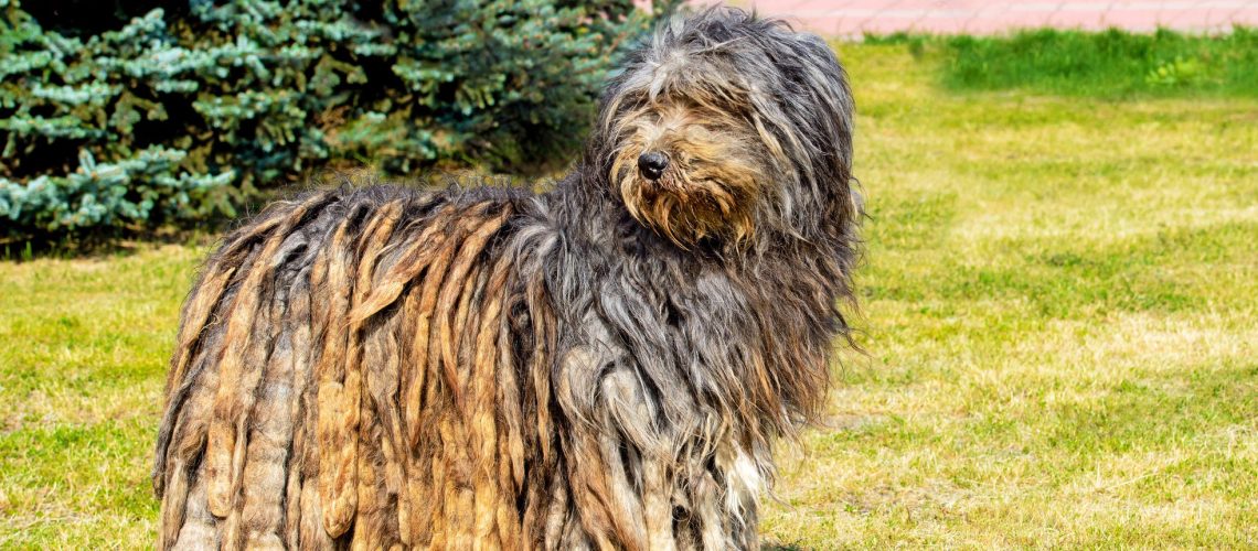 10 of the Best Italian Dog Breeds-WildCreaturey