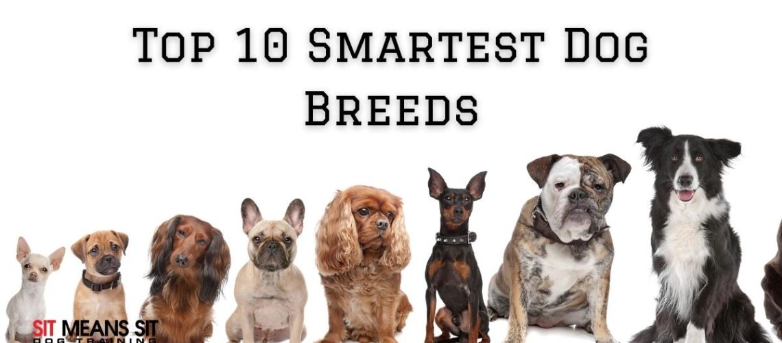 10 of the Smartest Dog Breeds-WildCreaturey