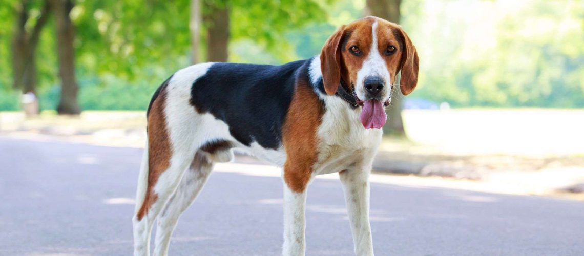 11 Best Hound Breeds for Following A Scent-WildCreaturey