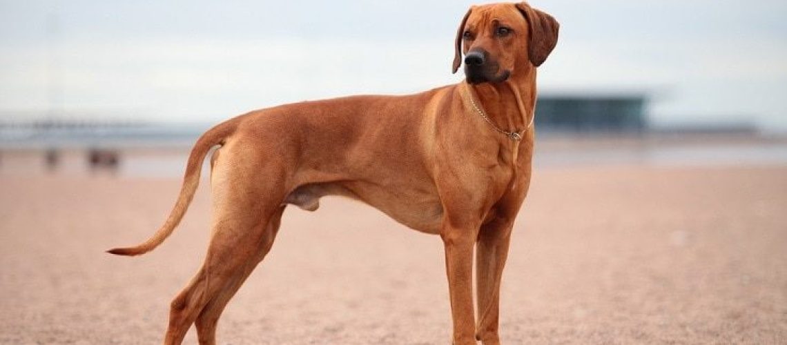 11 Dog Breeds That Originated in Africa-WildCreaturey