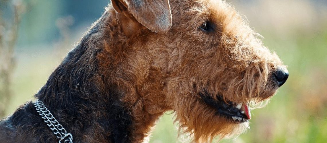 11 Terrier Dog Breeds-WildCreaturey