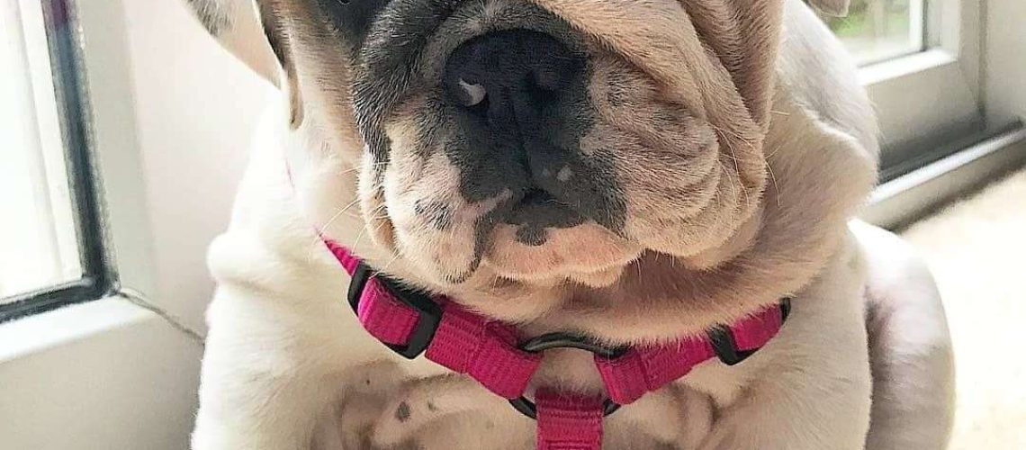 12 Cute Bulldogs and Facts That Will Win Your Heart-WildCreaturey