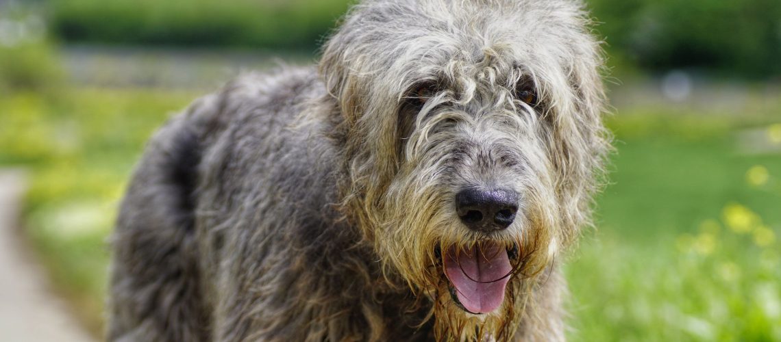 12 Dog Breeds That Are Wirehaired-WildCreaturey