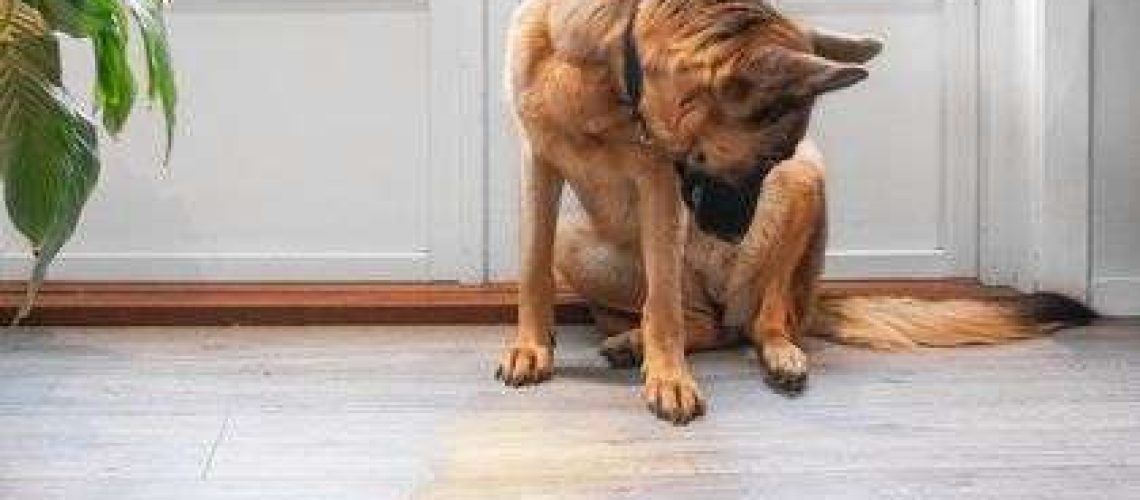 12 Submissive Dog Behaviors to Know-WildCreaturey