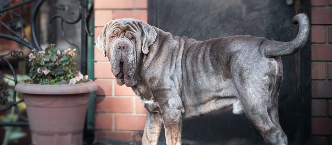 12 Wrinkly Dog Breeds That Will Steal Your Heart-WildCreaturey