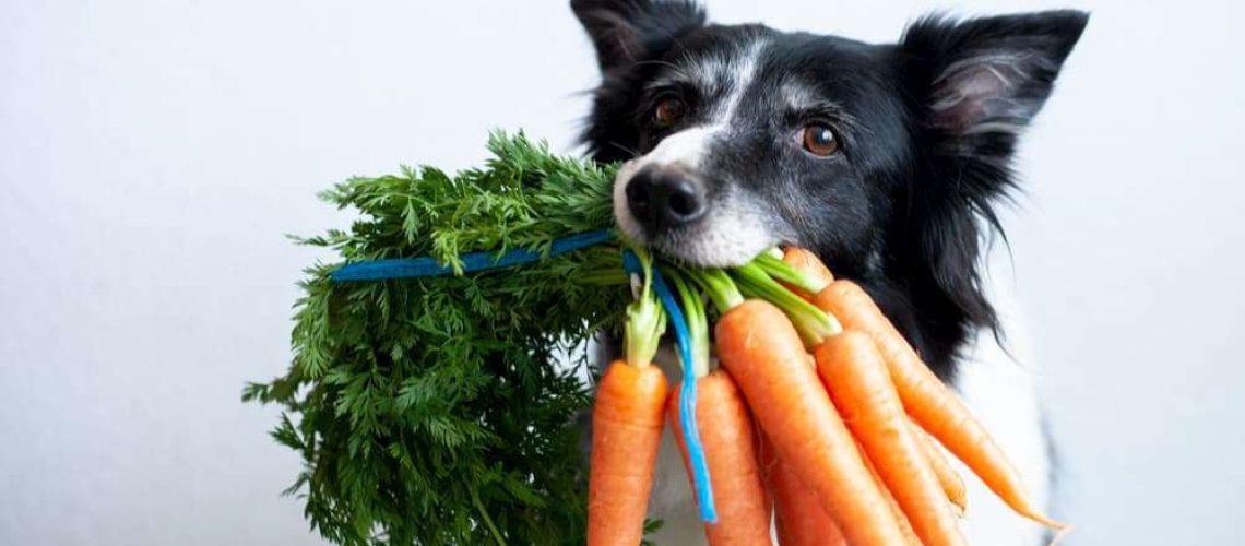 12 of the Best Vegetables for Dogs-WildCreaturey