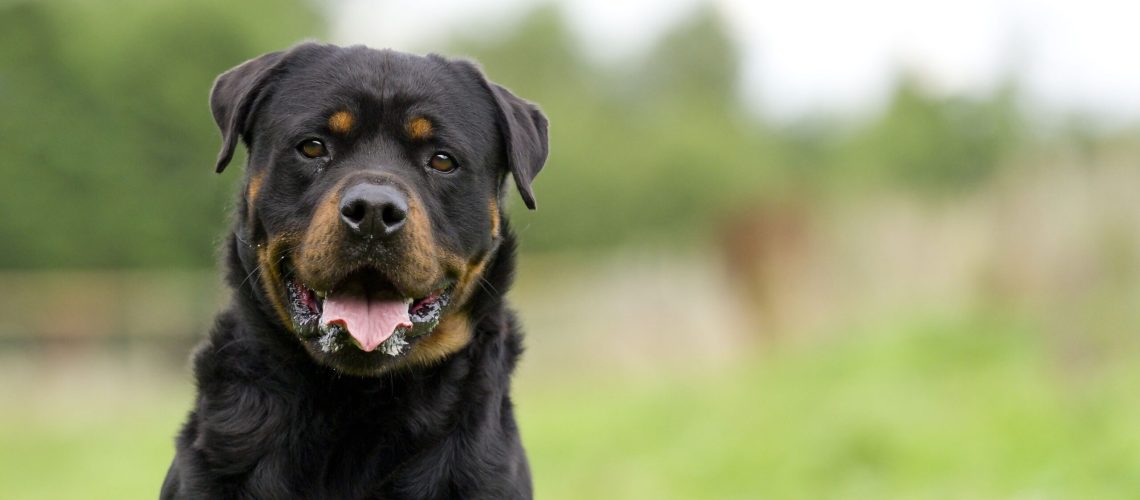 14 Best Black-and-Tan Dog Breeds-WildCreaturey