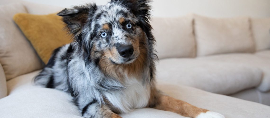 14 Dog Breeds With Blue Eyes-WildCreaturey