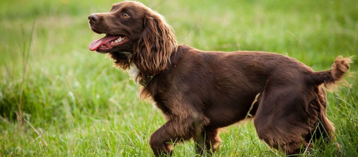 14 Spaniel Dog Breeds for Canine Lovers-WildCreaturey