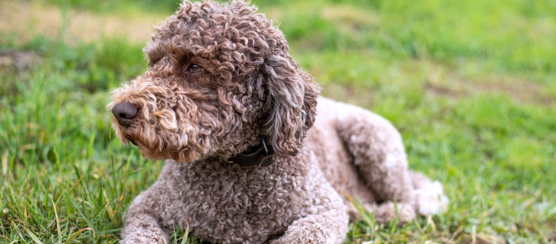 15 Cute Dog Breeds With Curly Hair-WildCreaturey