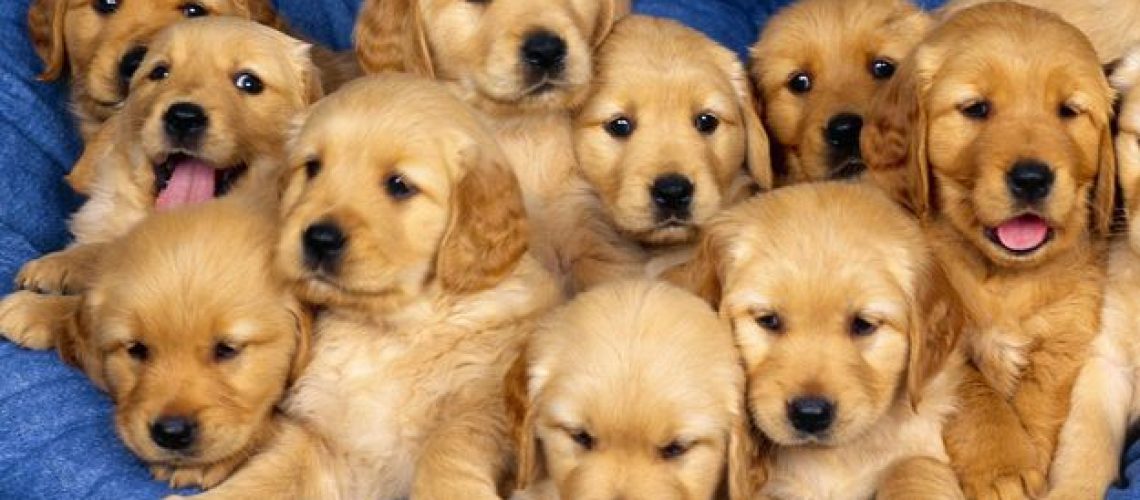 15 Cute Pictures of Golden Retrievers-WildCreaturey