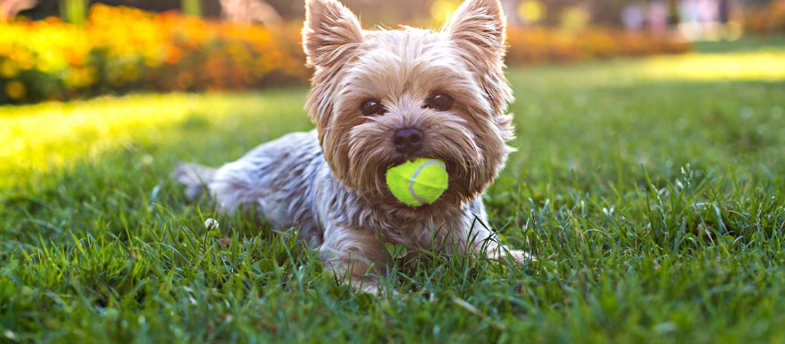 15 Dog Breeds That Thrive in Hot Weather-WildCreaturey