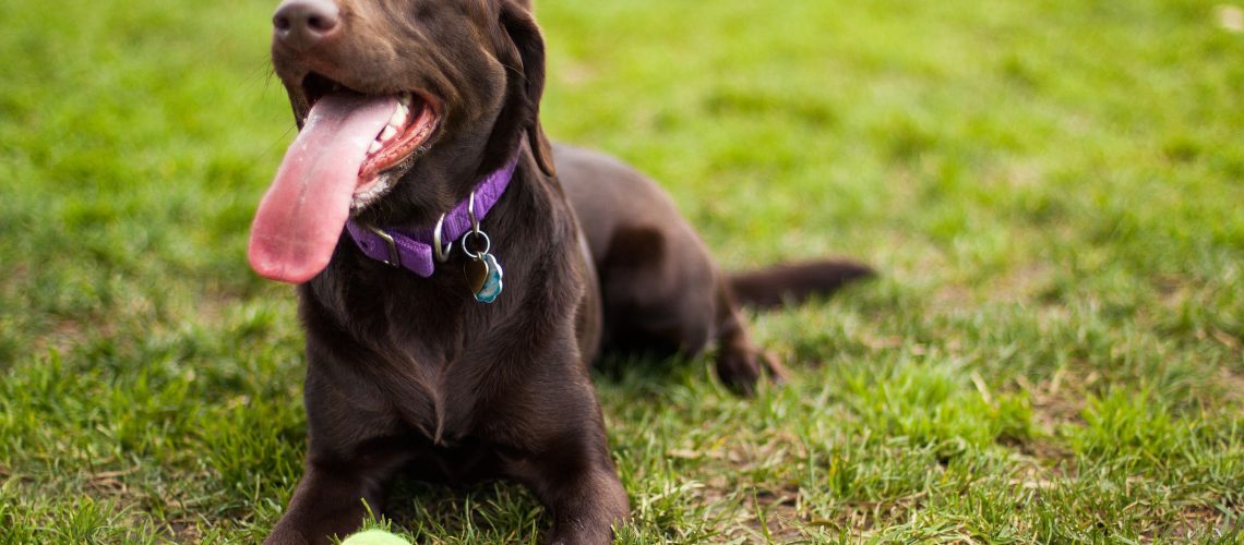 15 Popular Brown Dog Breeds-WildCreaturey