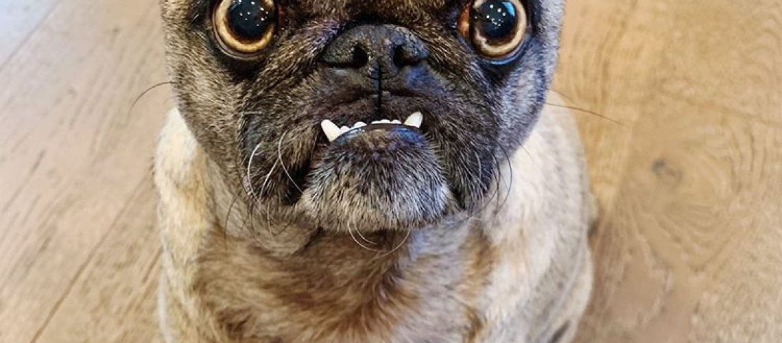 15 Pugs to Follow if You Love Doug the Pug-WildCreaturey