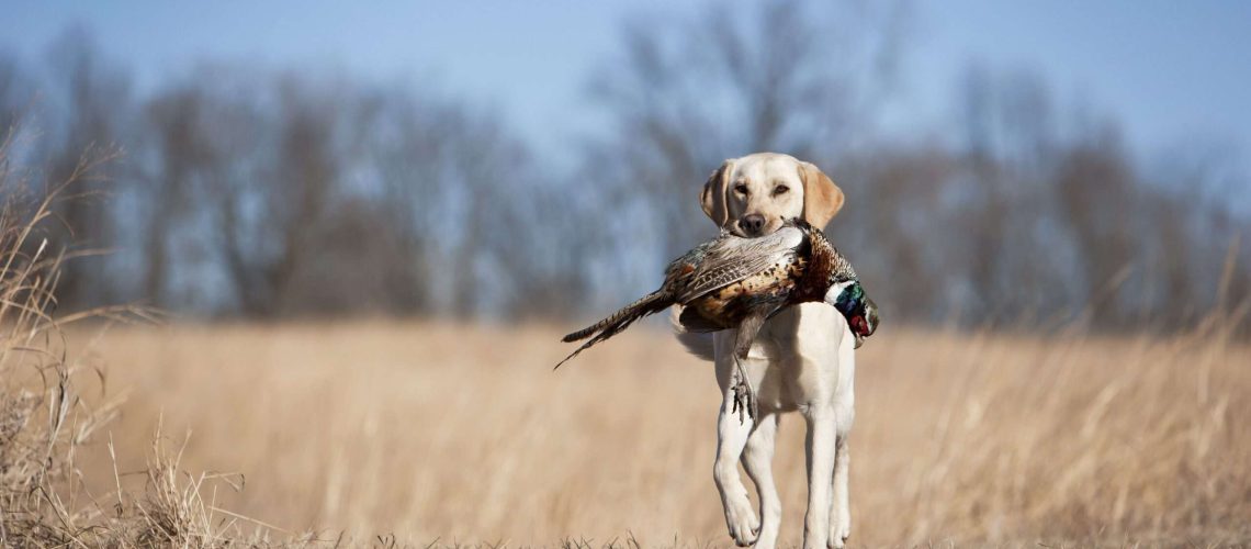 16 Bird Dog Breeds for Avid Hunters-WildCreaturey