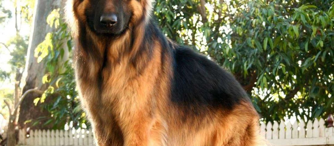 16 Cute German Shepherd Dogs & Puppies-WildCreaturey