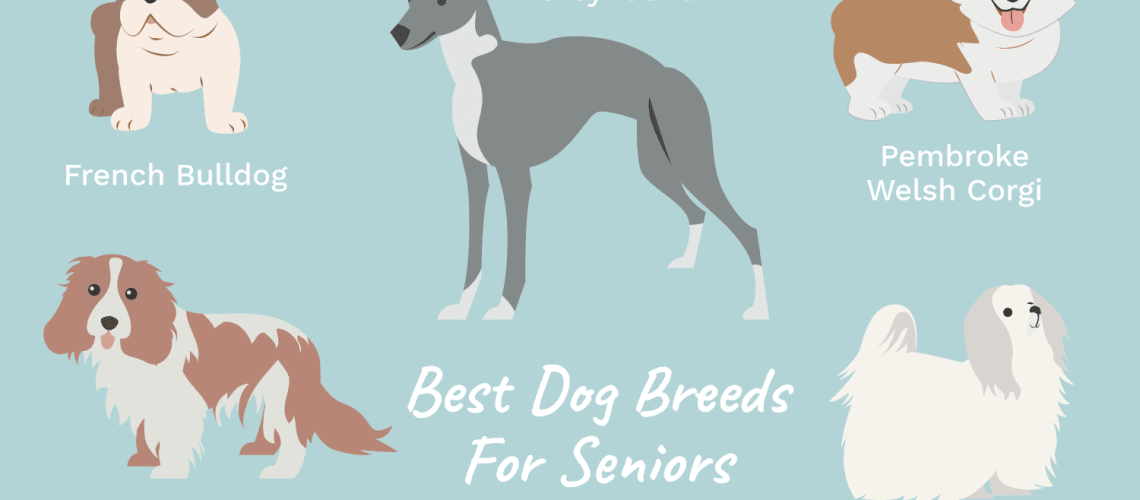 17 Best Dog Breeds for Older Adults-WildCreaturey