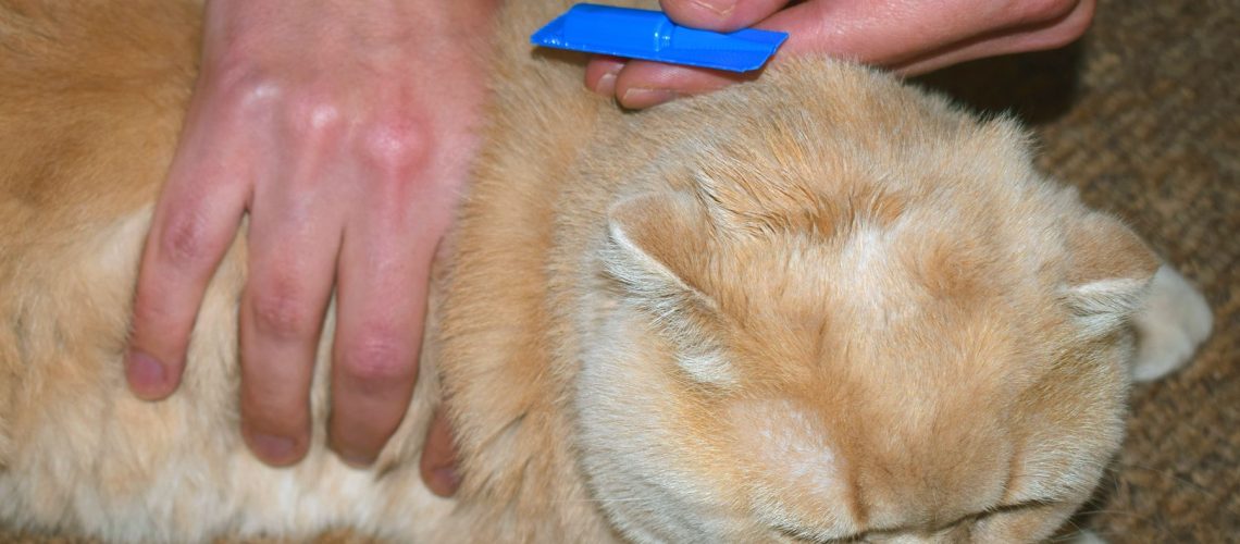 1800x1200_cat_flea_medicine_ref_guide