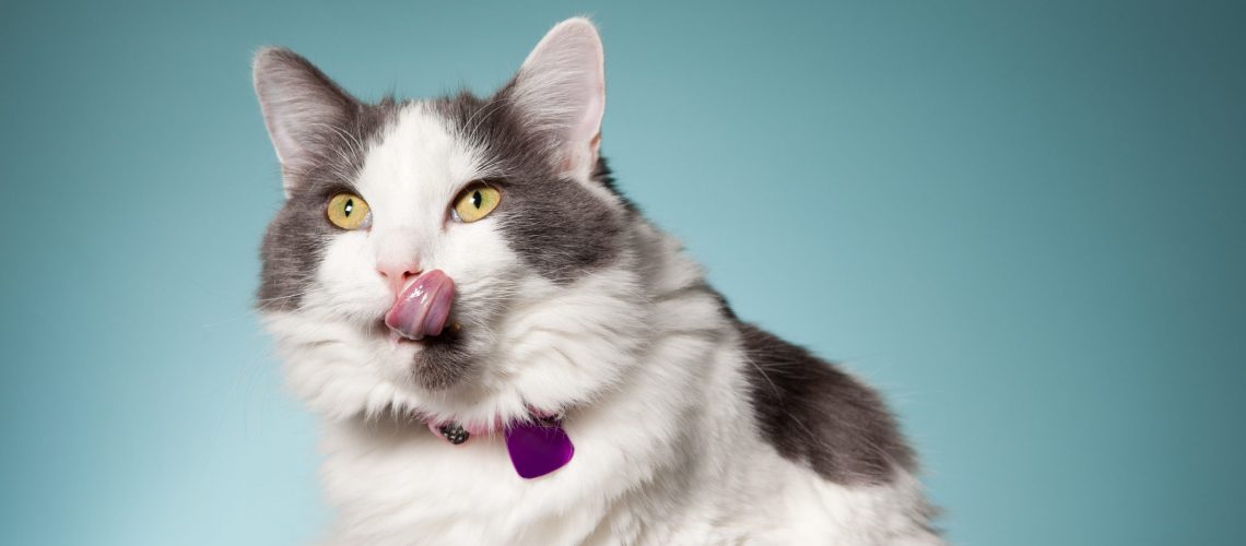 A beautiful white and gray cat licking her face as she takes a break from eating.