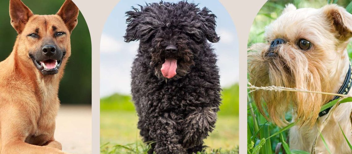 23 Best Rare and Unique Dog Breeds-WildCreaturey