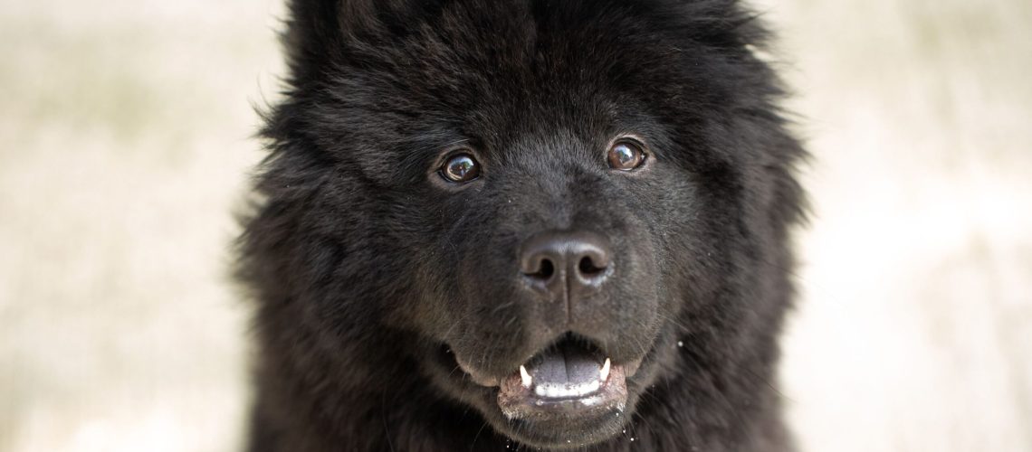 23 Popular Black Dog Breeds-WildCreaturey