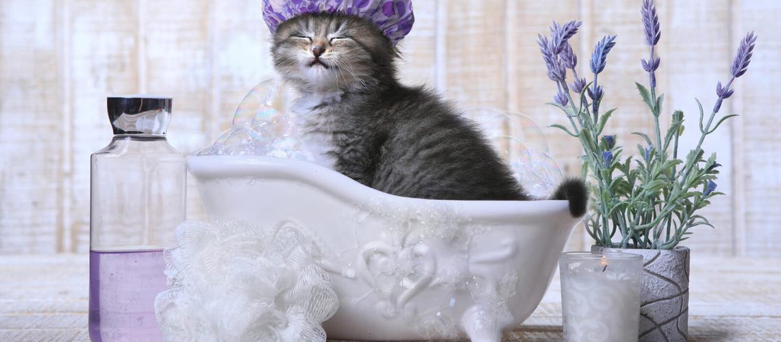 235304-1600x1030-how-when-wash-cat