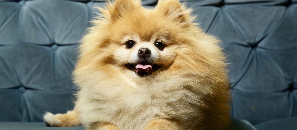 25 Cutest Dog Breeds to Keep as Pets-WildCreaturey