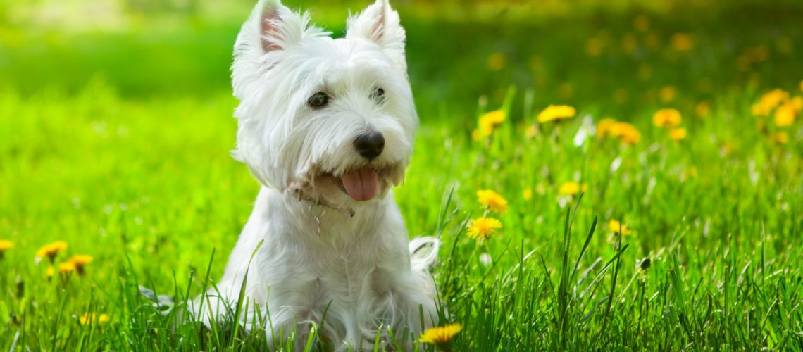 25 Hypoallergenic Dog Breeds for Anyone With Allergies-WildCreaturey