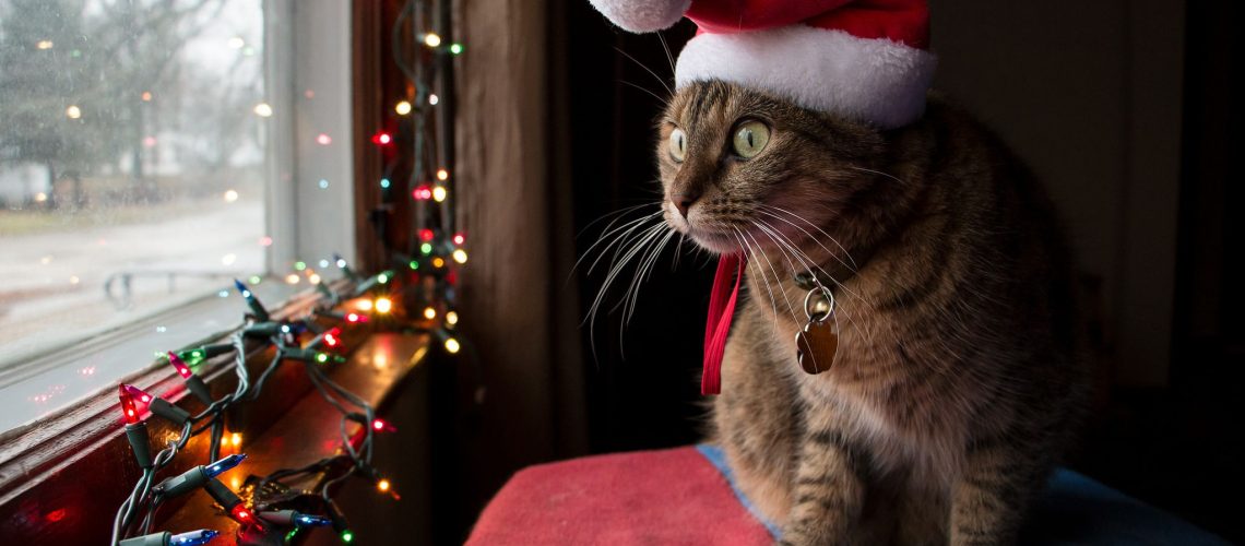 13 Cats Who Love Christmas