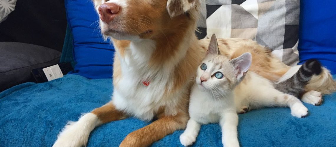 Proof That Puppies and Kittens Are Better Together