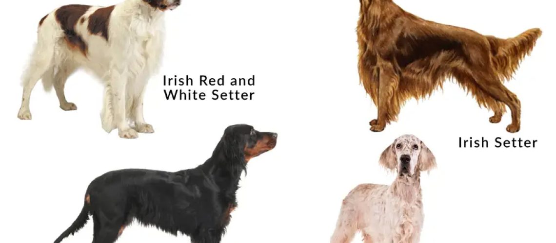 4 Types of Setter Dog Breeds-WildCreaturey