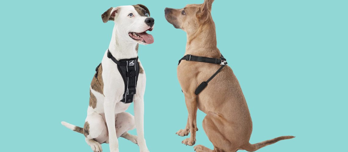 5 Best Dog Harnesses of 2023