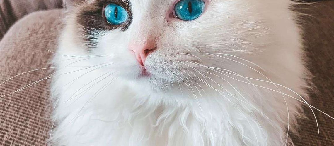 Ragdoll Cats Revealed: A Gallery of Cuteness