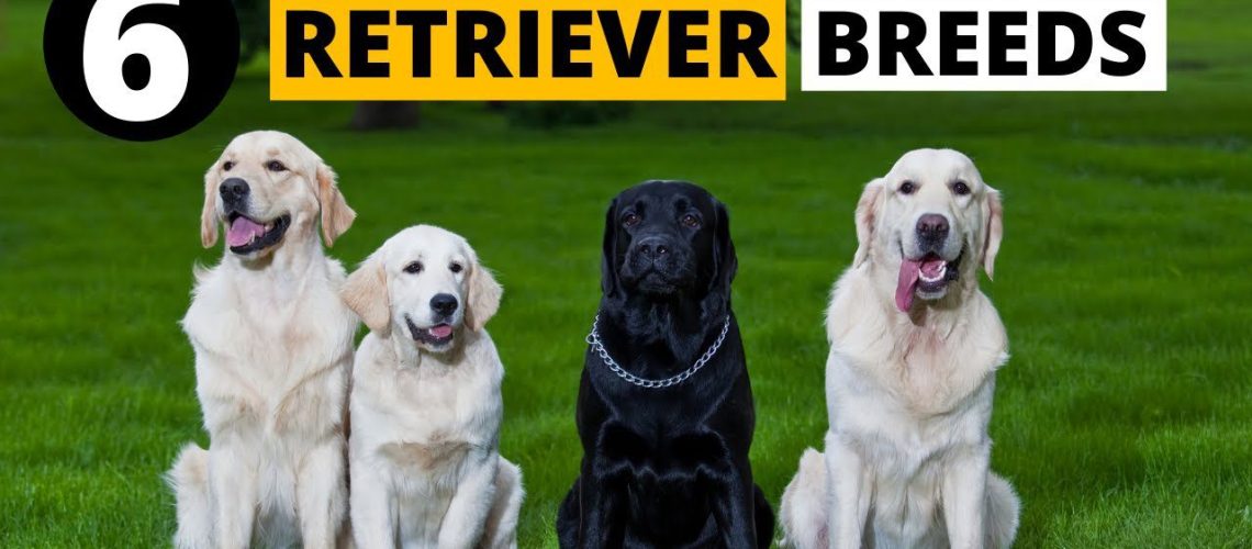 6 Dog Breeds That Are Retrievers-WildCreaturey