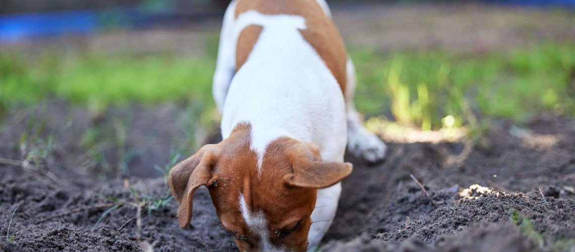 6 Reasons Your Dog is Digging and How to Stop It-WildCreaturey