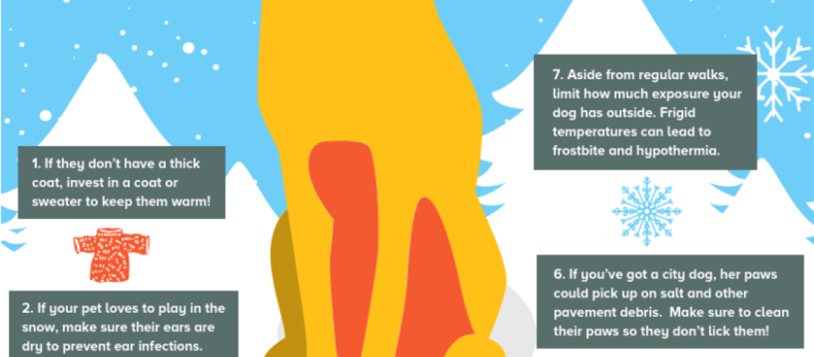 6 Ways to Keep Your Dog Active in the Winter-WildCreaturey