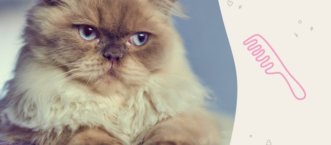 Himalayan Cat Highlights: Breed Profile & Essential Care Tips