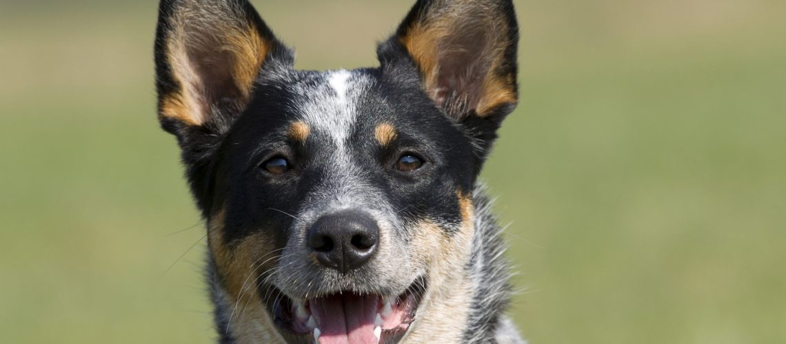 7 Australian Dog Breeds for Aficionados-WildCreaturey