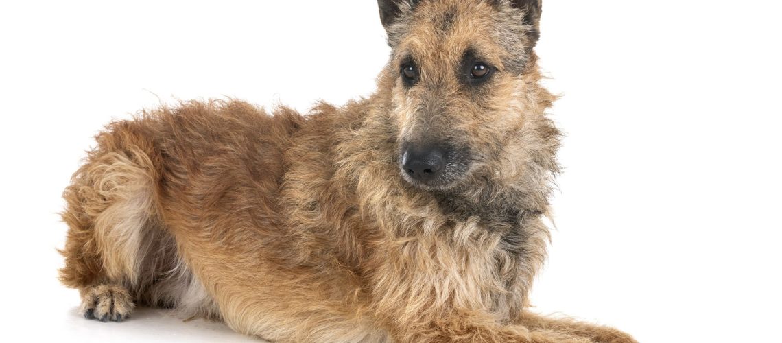 7 Dog Breeds From Belgium-WildCreaturey