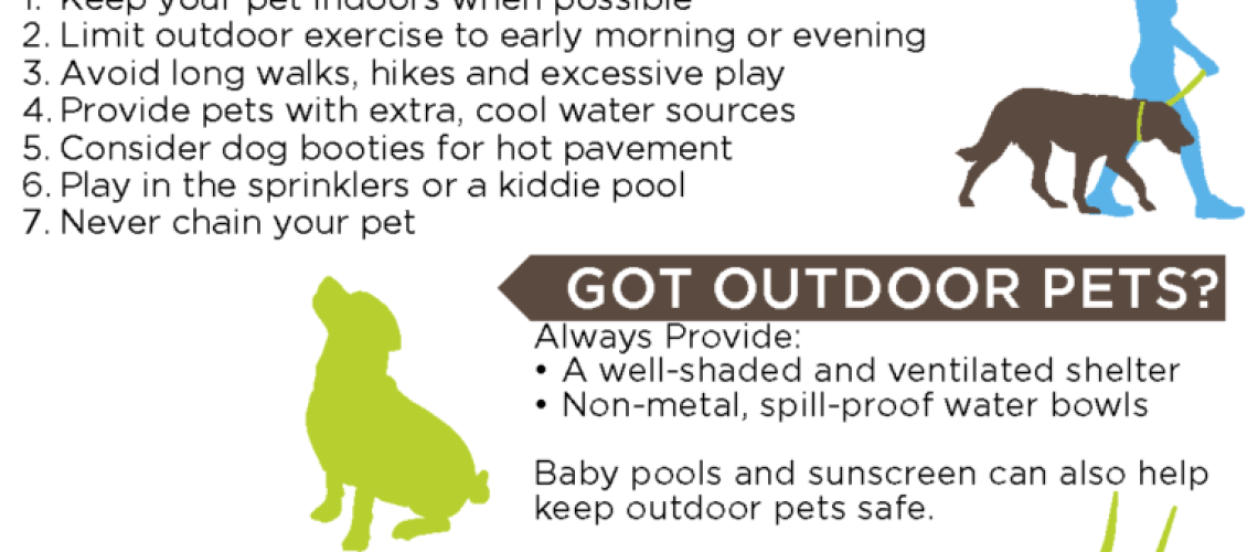 7 Dog Summer Safety Tips-WildCreaturey