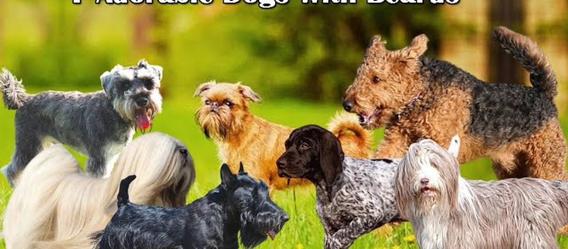 7 Dogs With Beards-WildCreaturey