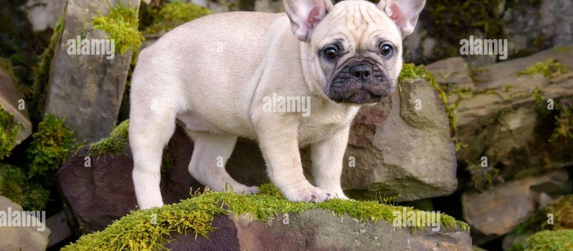 8 Cute Pictures of French Bulldogs-WildCreaturey