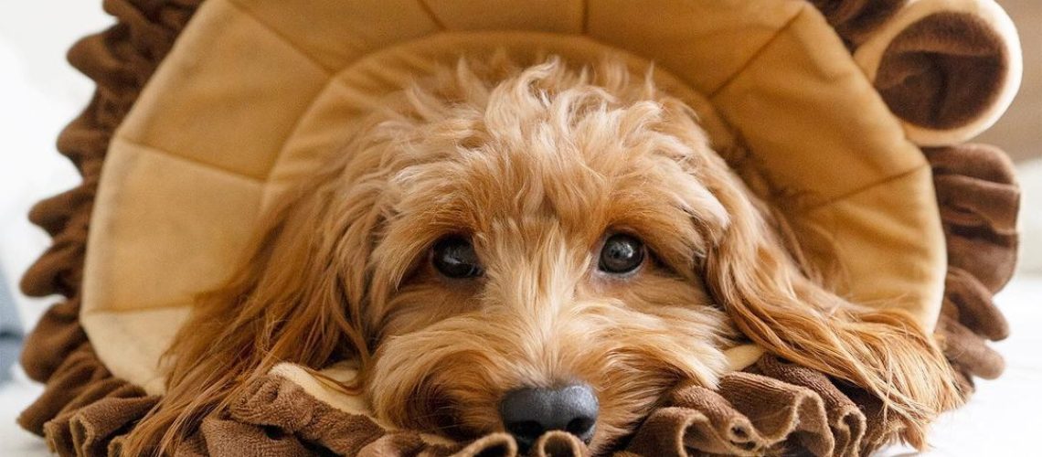 8 Goldendoodles to Follow on Instagram-WildCreaturey