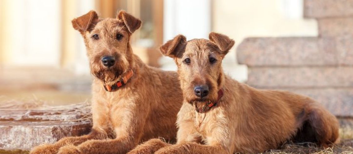 9 Irish Dog Breeds from the Emerald Isle-WildCreaturey